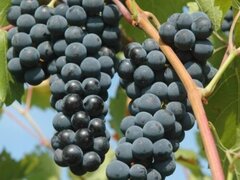 Vand stuguri direct din vie, sat Sutesti, judetul Valcea, langa Dragasani