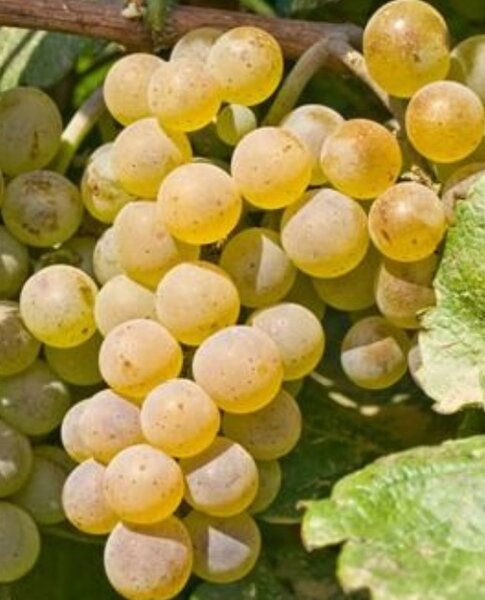 Vand Stuguri Direct din Vie, sat Sutesti, Judetul Valcea, langa Dragasani